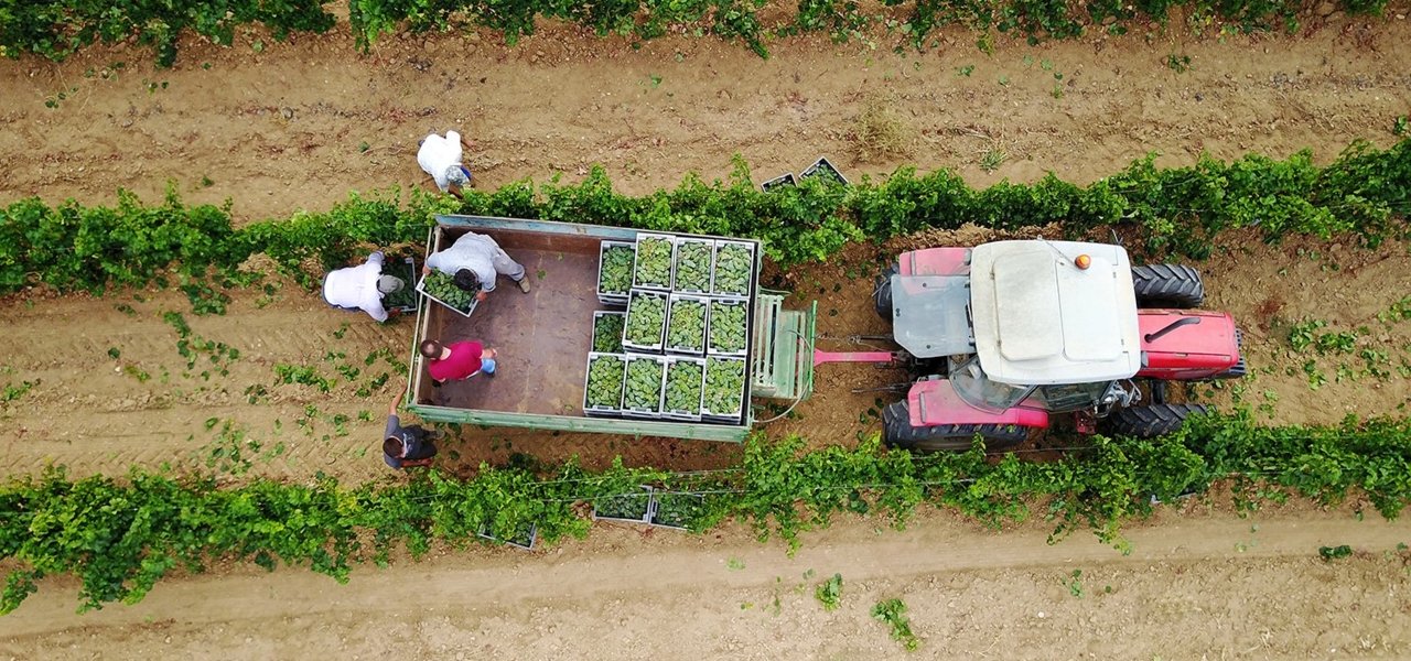 Verdejo Harvest 2019